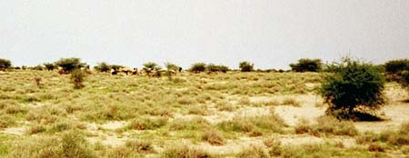 41-Tuareg-camp