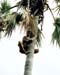 25-cocounut-tree