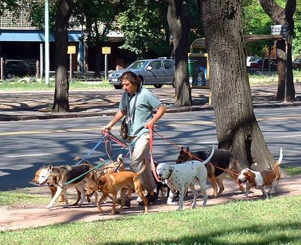http://hannovk.de/pictures/2002argentina/november/dogs-in-park.jpg