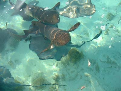 67-nursesharks